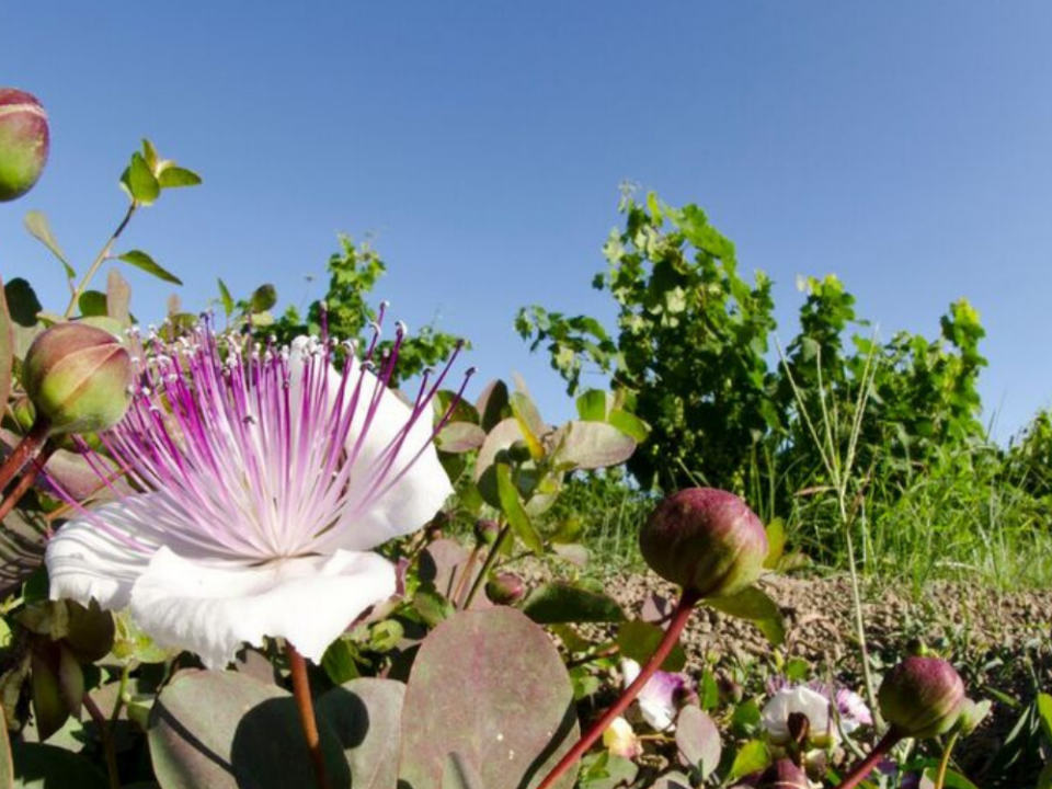 Fleurs de câprier sur île de Pantelleria